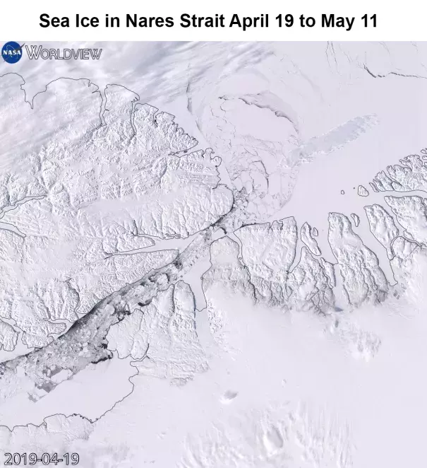 Screenshot of an animation of sea ice flowing through the Nares Strait from April 19 to May 11, 2019. This flow usually doesn’t begin until June or July. Source:  NASA’s Aqua satellite, NASA Worldview via NSIDC