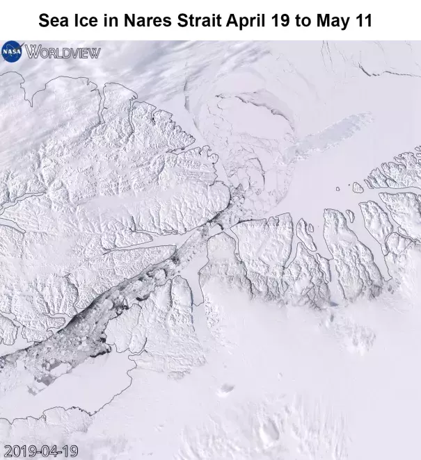Screenshot of an animation of sea ice flowing through the Nares Strait from April 19 to May 11, 2019. This flow usually doesn’t begin until June or July. Source: NASA’s Aqua satellite, NASA Worldview via NSIDC