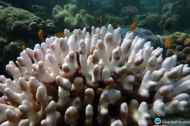 Climate change is increasing ocean temperatures, leading to more coral bleaching 