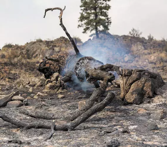 As of August 31, the Okanogan Complex has burned more than 300,000 acres. Photo: Alex Garland