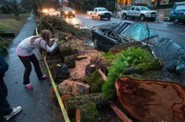 Natasha Jackson snaps a photo of the remains of a vehicle crushed by a bigleaf maple tree along W. 11th Ave. in Eugene, Ore., Thursday, Dec. 10, 2015. An overnight storm brought rain and strong winds to the southern Willamette Valley. Photo: Brian Davies, The Register-Guard, AP