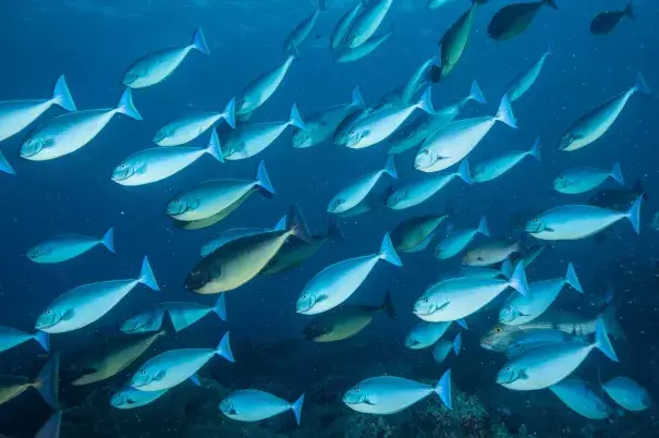 A school of surgeon fish swim in Tubbataha Reefs Natural Park. Photo: David Doubilet, Nat Geo Image Collection