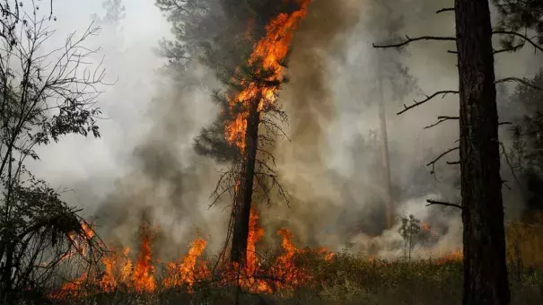 A tree is engulfed in flames during a controlled burn near a fire line outside of Okanogan, Wash., on August 22 2015. Photo: Ian Terry, The Herald, AP