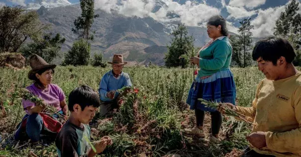 A family harvesting flowers in the foothills of the Cordillera Blanca in Peru. Photo: Tomas Munita for The New York Times