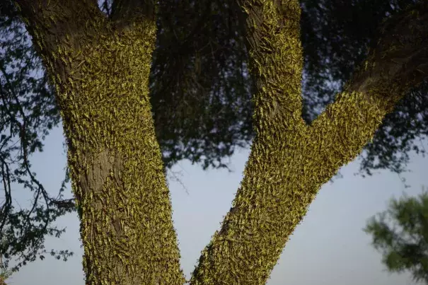 Climate change is fueling the desert locust crisis in East Africa