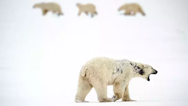 A male polar bear suffering from alopecia, which caused the patches of black on his neck and side. Photo: Michelle Valberg