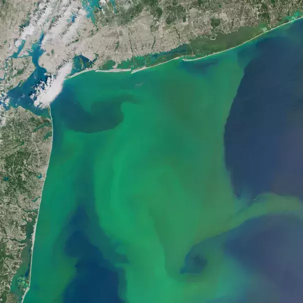 Phytoplankton bloom off the U.S. Atlantic coast in August 2015, thanks to nutrient runoff. Photo: Joshua Stevens, NASA