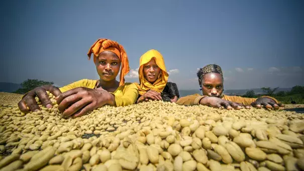 Growing coffee provides income for about 15 percent of Ethiopia's population and is the country's top export. Climate change is likely to shrink the land suitable for coffee, thereby also hurting the livelihoods of many people. Photo: Emily Garthwaite