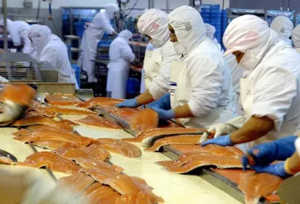 Chilean workers process farmed salmon in a plant in Puerto Ibanez near the town of Aysen, in the Chilean Patagonia region, some 1660 km (1031 miles) south of Santiago. Photo: Reuters
