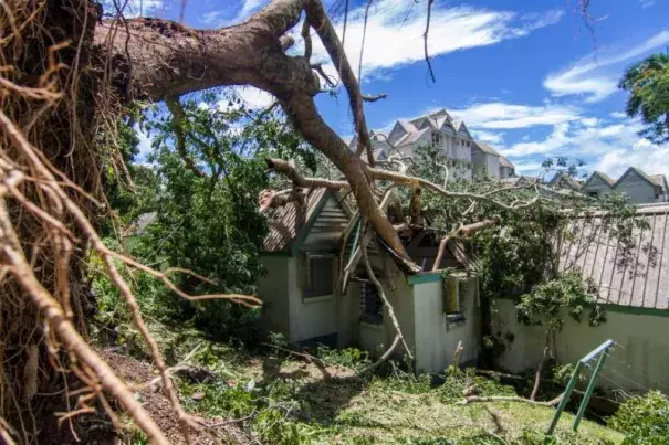 A tree uprooted by Cyclone Winston lays in the roof of a house in Fiji's capital Suva, February 21, 2016. Photo: Emma Stadelmann, Handout via Reuters