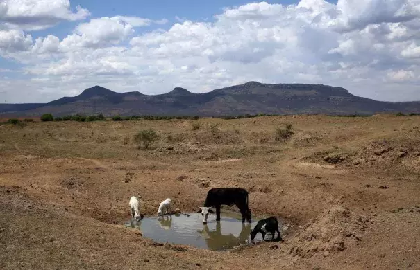 Livestock drink from a drying river outside Utrecht, a small town in the northwest of KwaZulu-Natal, South Africa, November 8, 2015. Photo: Reuters, Siphiwe Sibeko