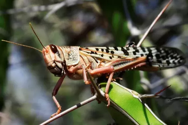 climate change is driving the East African locust invasion 