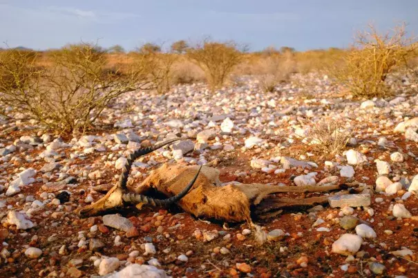 Ongoing drought in South Africa threatens wildlife.