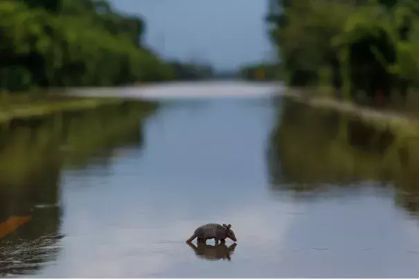 A lone armadillo moves across a flooded roadway in Booth, Texas on Wednesday, June 1, 2016. Rising waters forced residents to evacuate their homes and buildings. Photo: Michael Ciaglo, Houston Chronicle
