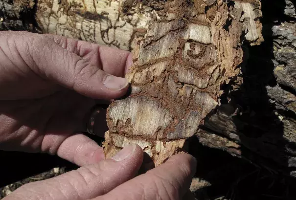 In this June 6, 2016 photo, Division Chief Jim McDougald of the California Department of Forestry and Fire Protection holds a piece of tree bark showing burrowing marks from a bark beetle infestation near near Cressman, Calif. Photo: Scott Smith, Associated Press