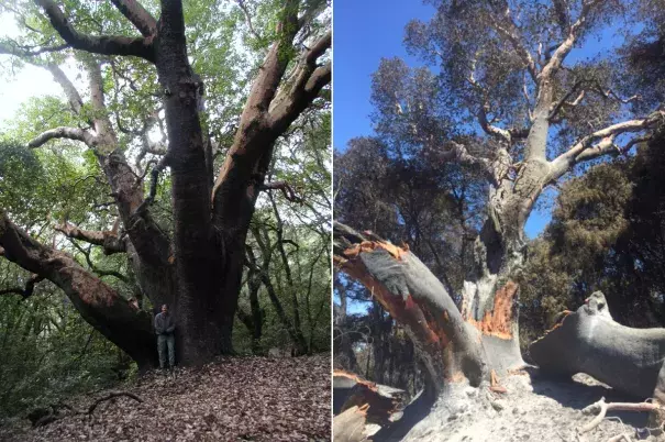 The largest madrone tree in the United States in 2007 (left) and in 2016 (right). The tree, located in Joshua Creek Canyon Ecological Reserve in Monterey County, was severely burned in the Soberanes Fire. Photo: California Department Of Fish And Wildlife