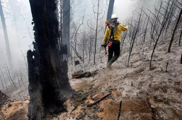 Craig Morgan, a faller who is responsible for cutting down unstable burned trees, walks through a burned area near Groveland (Tuolumne County) during the enormous 2013 Rim Fire. Photo: Michael Macor, San Francisco Chronicle