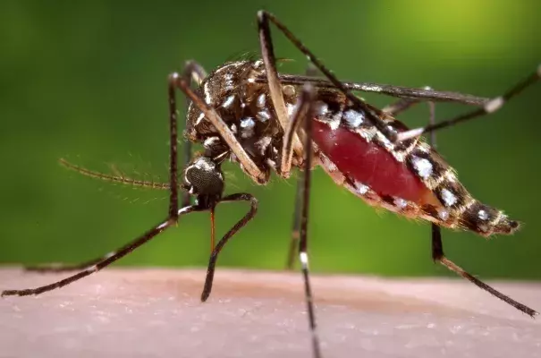 The mayor of Hawaii County declared a state of emergency in response to an outbreak of dengue fever, a virus transmitted by mosquitoes. The Aedes aegypti mosquito is known to carry dengue and yellow fever. Photo: Reuters