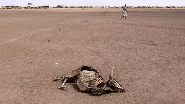 Drought is ravaging Ethiopia's Somali region. Photo: Tiksa Negeri, Reuters