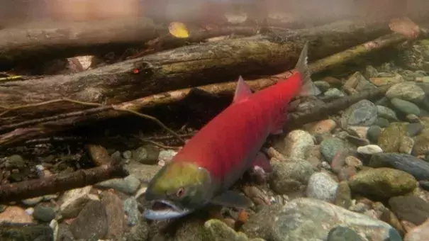 Pacific salmon numbers are expected to decline over the next three years due to unusual ocean temperatures. Photo: Johathan Hayward / Canadian Press