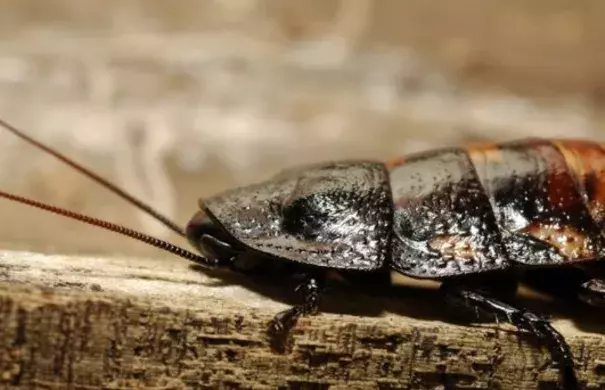 Cockroaches rarely take flight. But, when they do, temperatures must be high. Photo: Julie Larsen Maher, AP