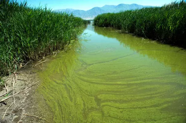 In this June 12, 2018, file photo, a potentially toxic blue-green algae bloom in Provo Bay in Provo, Utah. Researchers and officials across the country say increasingly frequent toxic algae blooms are another bi-product of global warming. They point to looming questions about their effects on human health. Photo: Rick Egan, The Salt Lake Tribune via AP