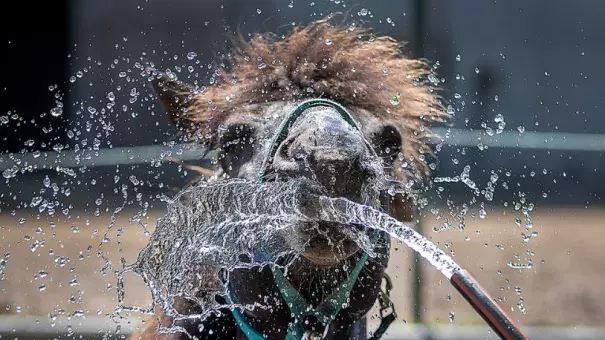 An Icelandic horse is sprayed with water in Wehrheim near Frankfurt, Germany, on a hot and sunny Wednesday, June 26, 2019. Zoo animals are being given cold water and special treats to help them beat the heat. Credit: Michael Probst, AP
