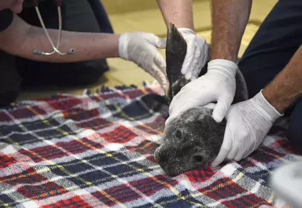 A sickly seal pup is examined at California's Pacific Marine Mammal Center during the last big marine heat wave in the region, in 2015. During that ocean heat wave, a record numbers of starving baby sea lions also washed ashore. Now another is building off the coast. Photo: Robyn Beck, AFP/Getty Images