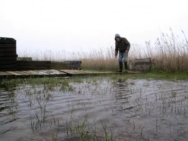 In this April 26, 2017, photo Jim O’Neill walks across a makeshift boardwalk he built in his back yard in Manahawkin N.J., because the property is almost always under water, even on sunny days. He lives in a low-lying area near the Jersey shore, and is often affected by back bay flooding. Photo: Wayne Parry, Associated Press