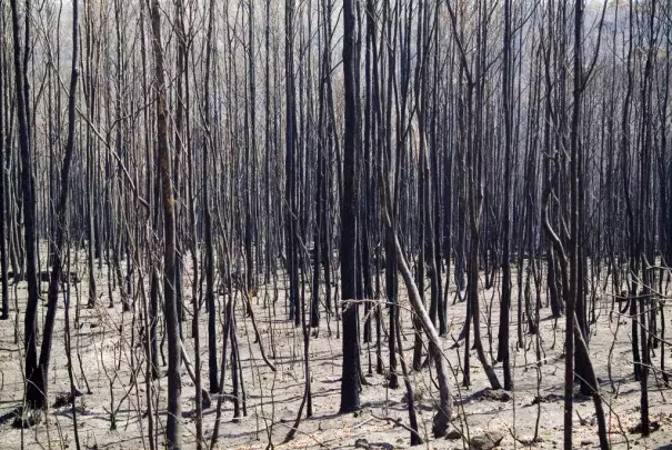 Tasmania has for the past two weeks experienced multiple wildfires that have threatened even UNESCO World Heritage protected forests. Photo: Shutteshock