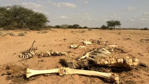The carcass of a camel in Somaliland where the drought has killed 80 percent of the livestock. Photo: France 24