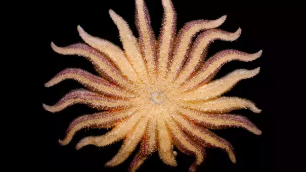 Biologist Jackie Hildering says sun flower sea stars are the species she's seen most affected by sea star-associated densovirus. Photo: Brian Gratwicke, flickr