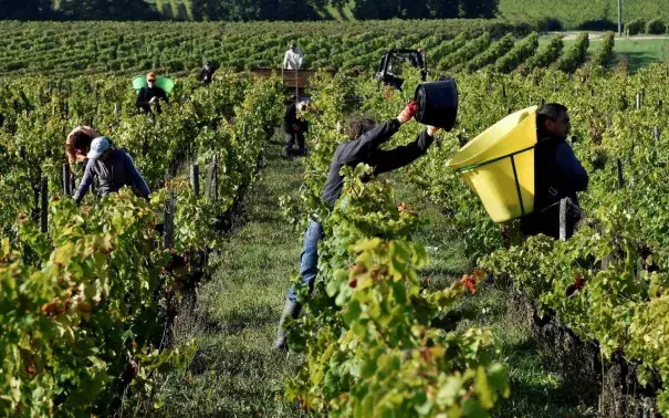 Workers harvest grapes in a vineyard at the chateau les Jonqueyres winemaker, near Bordeaux,