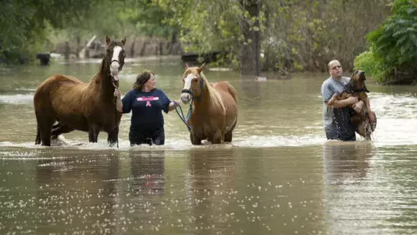 Rhonda Burnett rescues her horses from her home on Citation Drive in Garfield, Texas, while Lee Hays helps a neighbor's dog on Saturday. Dozens of homes on the street, on the banks of the Colorado River, were flooded.   (Jay Janner / Austin American-Statesman)