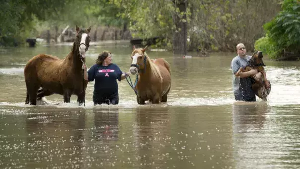 Rhonda Burnett rescues her horses from her home on Citation Drive in Garfield, Texas, while Lee Hays helps a neighbor's dog on Saturday. Dozens of homes on the street, on the banks of the Colorado River, were flooded. (Jay Janner / Austin American-Statesman)