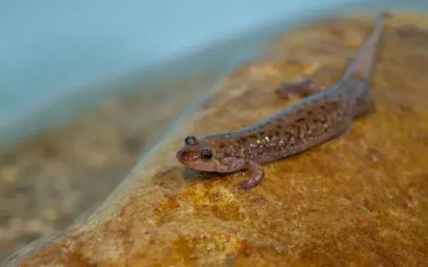 A seal salamander rests on a rock in an artificial stream system at the Tennessee Aquarium Conservation Institute. Credit: Casey Phillips, Tennessee Aquarium