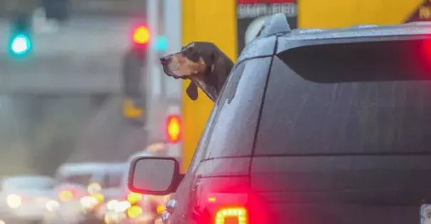 Rain wasn't bothering this hound as he was riding on Highway 108 near Lime Kiln Road. Photo: Maggie Beck, Union Democrat