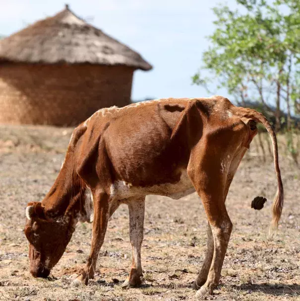 Photo: Philimon Bulawayo, Reuters