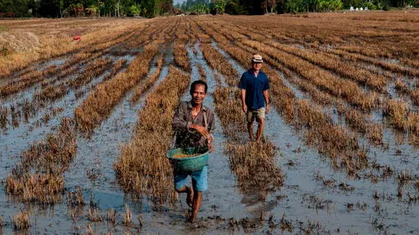 Men in a rice field in Vietnam. Photo: Georgina Smith, CIAT