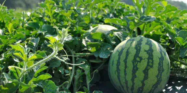 The first sighting of downy mildew on South Carolina watermelons for 2017 was reported in Charleston County on Monday. Photo: Denise Attaway, Clemson University