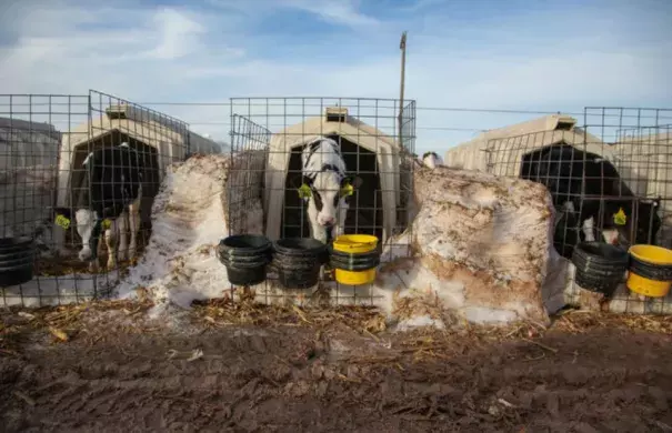 Dairy calves peered around snow piles at Dutch Road Dairy in Muleshoe, Tex., on Monday. The dairy lost 300 of its 2,200 cows during a blizzard that began on Dec. 26. Photo: Allison Terry, The New York Times