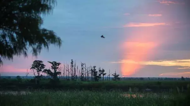 In this July 16, 2017, photo, the sun rises on a "ghost forest" near the Savannah River in Port Wentworth, Ga. Rising sea levels are killing trees along vast swaths of the North American coast by inundating them in salt water. The dead trees in what used to be thriving freshwater coastal environments are called “ghost forests” by researchers. Photo: Stephen B. Morton, AP