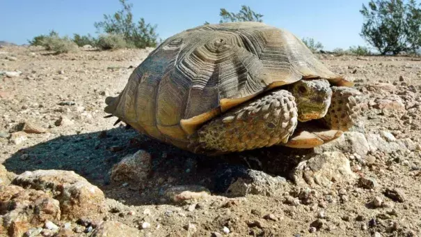 In this Sept. 3, 2008, file photo, an endangered desert tortoise sits in the middle of a road. Photo: Reed Saxon, AP