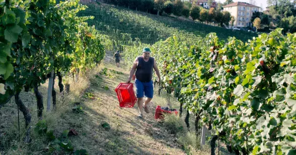 Donneschi Zvonko, 49, harvesting pinot nero grapes in Neive. Due to the high temperatures this year, the winemaker Castello di Neive has started harvesting the grapes three weeks earlier than usual. Photo: Alessandro Penso for The New York Times