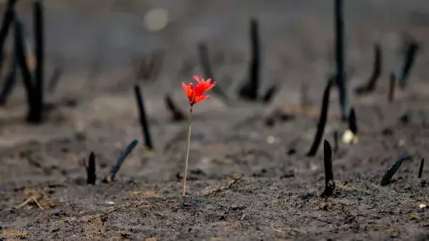 A flower shoots up through soot in a community razed by wildfires on Feb. 2nd, 2017. Photo: Esteban Felix, AP