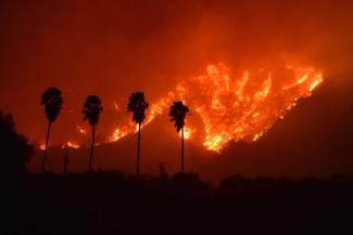 Palm trees are silhouetted by flames from the Thomas Fire, which had charred an estimated 25,000-30,000 acres north of the city of Santa Paula in Ventura County Monday night. (Ryan Cullom / Ventura County Fire Department photo)
