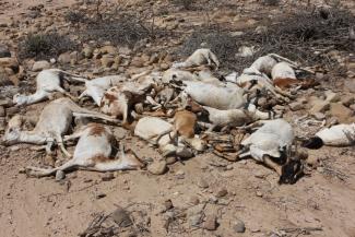 Over the last few years, several countries in the Horn of Africa have dealt with on-and-off droughts that have been exacerbated by El Niño (or La Niña, depending on the location) and climate change. Ethiopia, Kenya, and Somalia have been the hardest-hit.