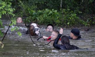 People work to rescue one of up to 70 stranded horses. Photo: Mark Mulligan, AP