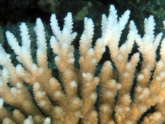 The white tips on this coral are a reflection of "bleaching" and declining coral health. Image: Oregon State University/flickr