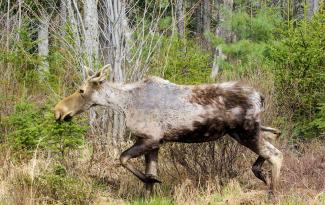 A female "ghost moose" with severe hair loss is seen in springtime in New Hampshire. Photo: Daniel Bergeron